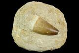 Mosasaur (Prognathodon) Tooth In Rock - Morocco #127696-1